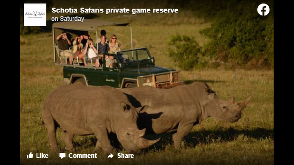 White rhino pair killed in South African game reserve | Miami Herald